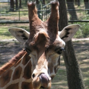 Photo de Girafe