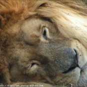 Photo de Lion