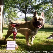 Photo de Bouledogue franais