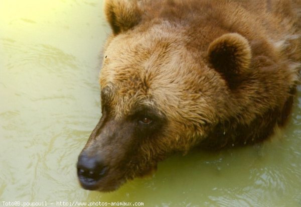 Photo d'Ours