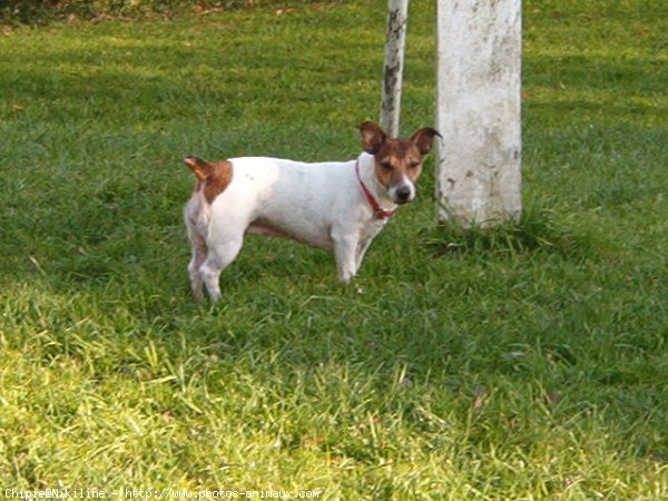 Photo de Jack russell terrier