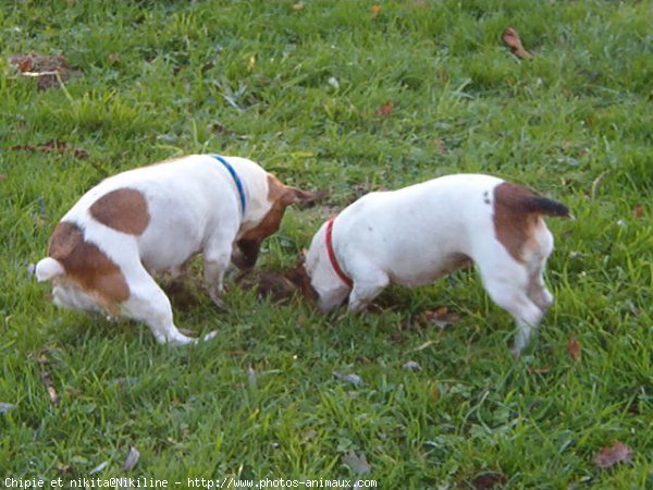 Photo de Jack russell terrier