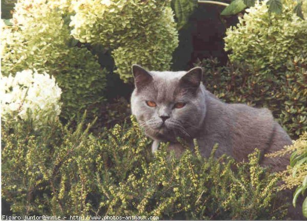 Photo de British shorthair