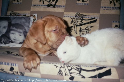 Photo de Dogue de bordeaux