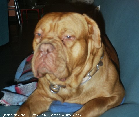 Photo de Dogue de bordeaux