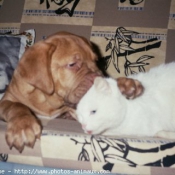 Photo de Dogue de bordeaux