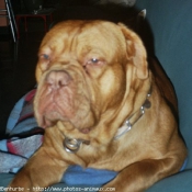 Photo de Dogue de bordeaux