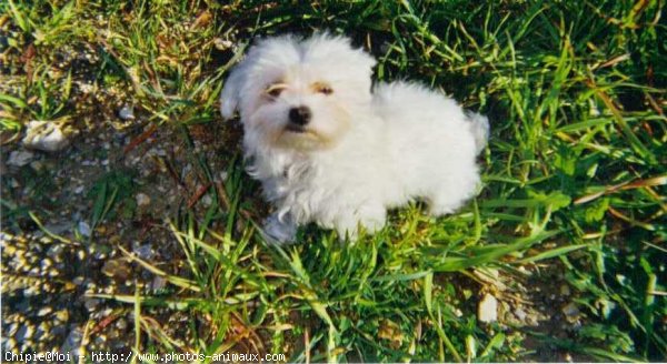 Photo de Bichon maltais