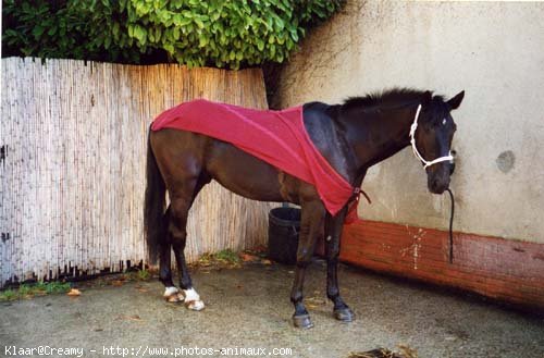 Photo de Trotteur franais