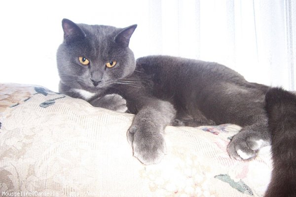 Photo de Chartreux