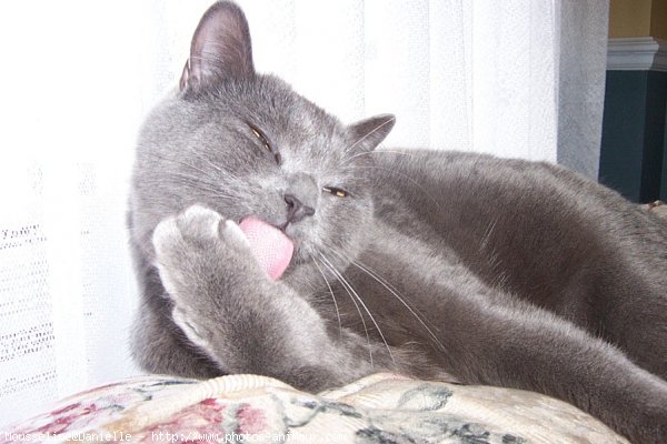 Photo de Chartreux