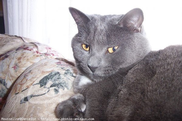 Photo de Chartreux