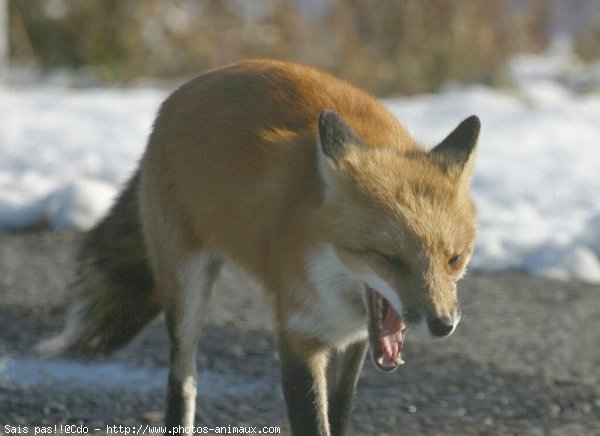 Photo de Renard