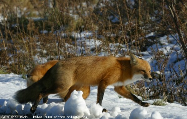 Photo de Renard