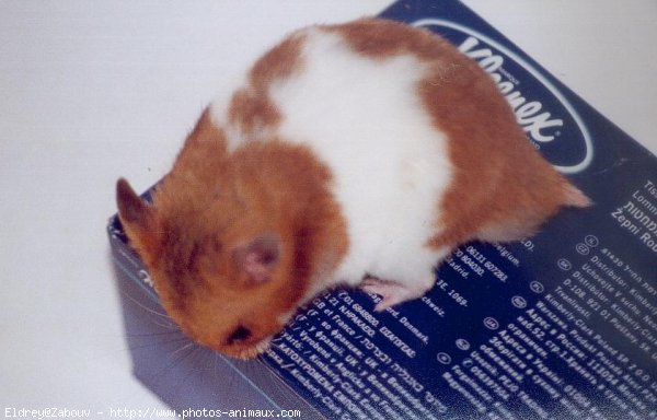 Photo de Hamster