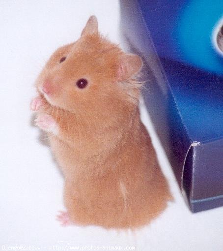 Photo de Hamster