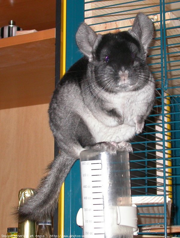 Photo de Chinchilla