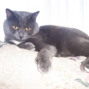 Photo de Chartreux