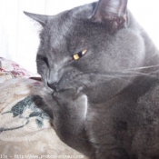 Photo de Chartreux