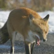 Photo de Renard