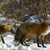 Photo de Renard