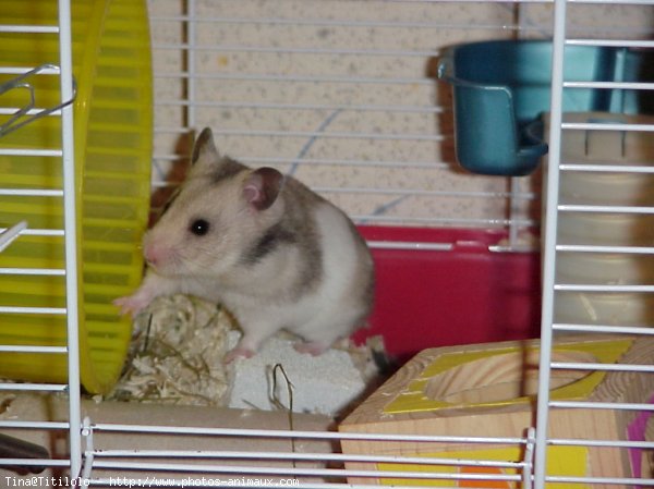 Photo de Hamster