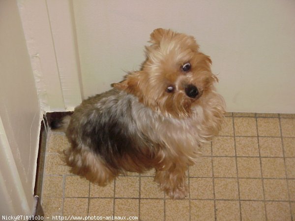 Photo de Yorkshire terrier