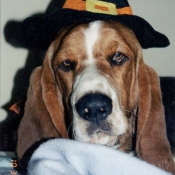 Photo de Basset hound