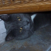 Photo de Chartreux