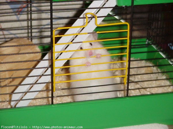 Photo de Hamster