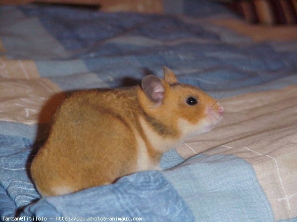 Photo de Hamster