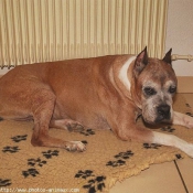 Photo de Boxer