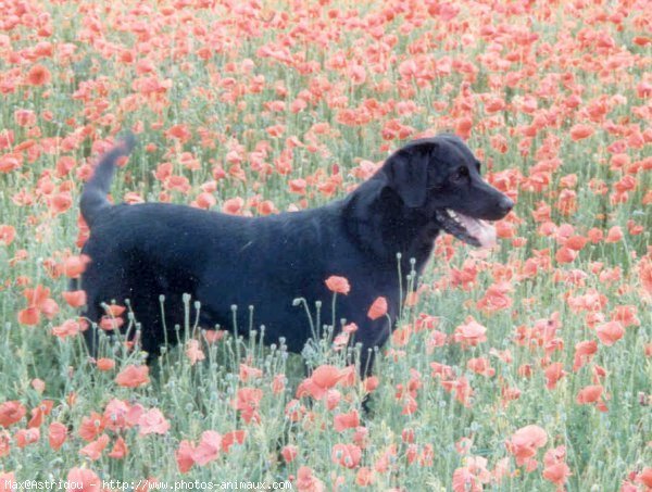 Photo de Labrador retriever