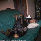 Photo de Rottweiler