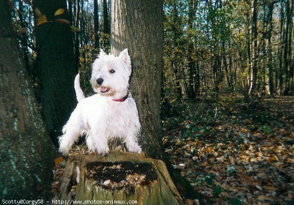 Photo de West highland white terrier