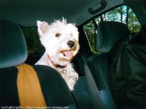 Photo de West highland white terrier