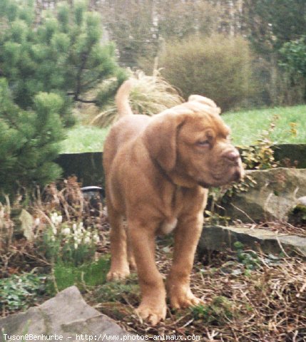 Photo de Dogue de bordeaux