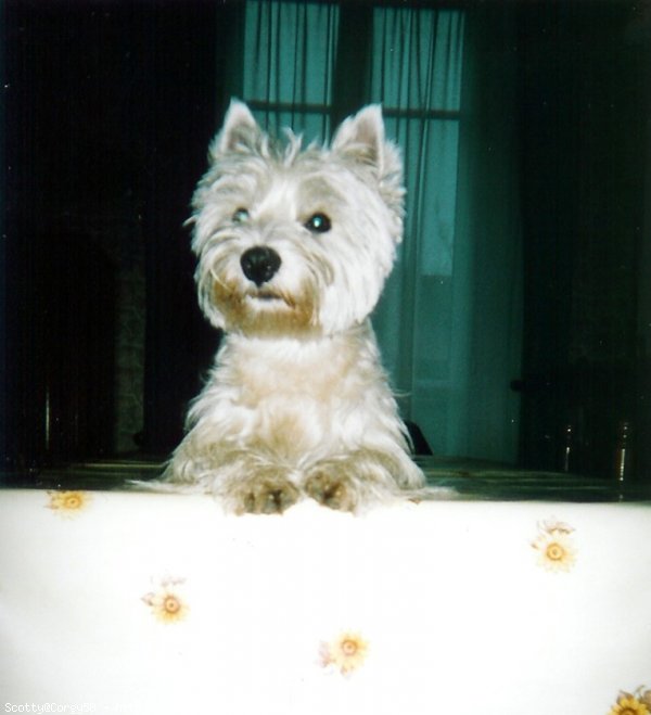 Photo de West highland white terrier