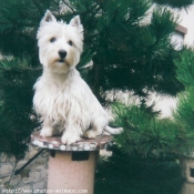 Photo de West highland white terrier