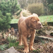 Photo de Dogue de bordeaux