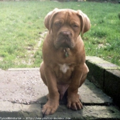 Photo de Dogue de bordeaux