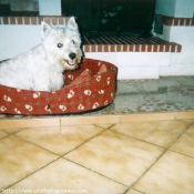 Photo de West highland white terrier