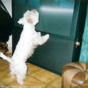 Photo de West highland white terrier