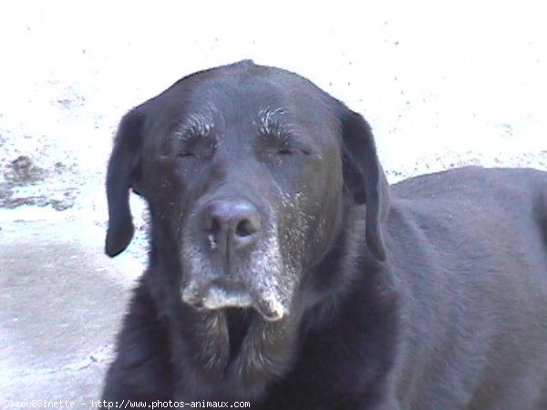 Photo de Labrador retriever