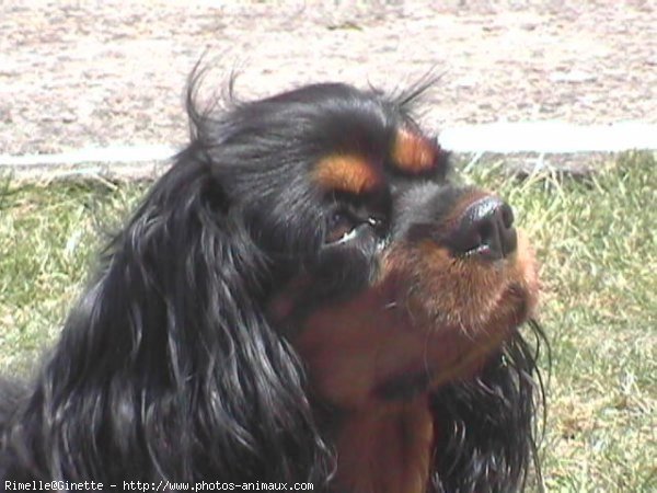 Photo de Cavalier king charles spaniel