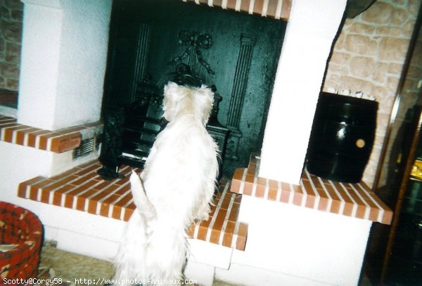 Photo de West highland white terrier