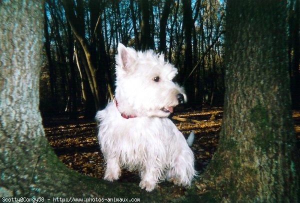 Photo de West highland white terrier