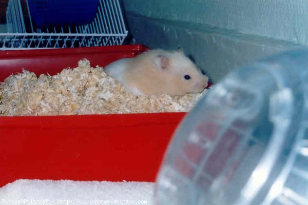 Photo de Hamster