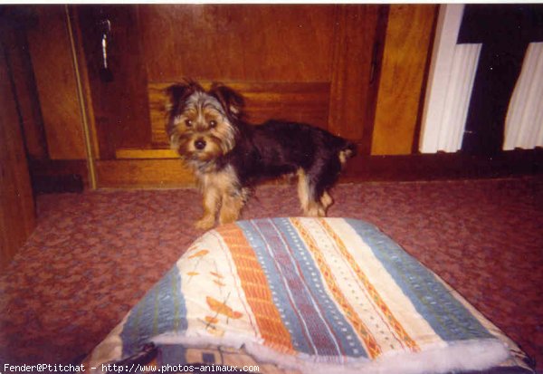 Photo de Yorkshire terrier