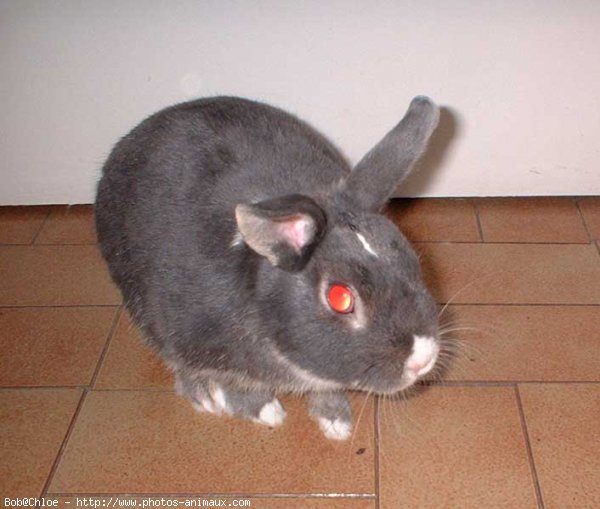 Photo de Lapin